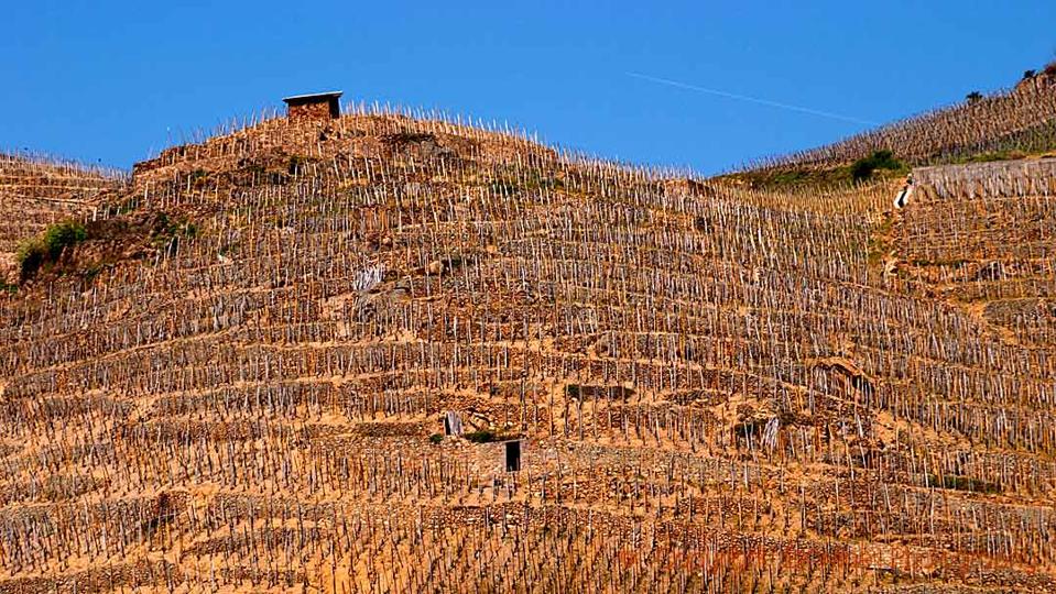 Syrah vineyards in Côte Rôtie in the northern Rhône Valley