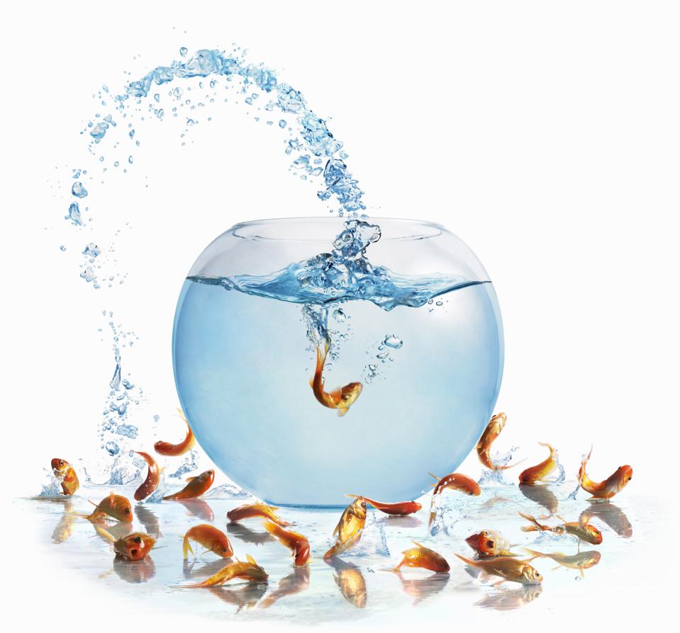 Fish swimming bowl