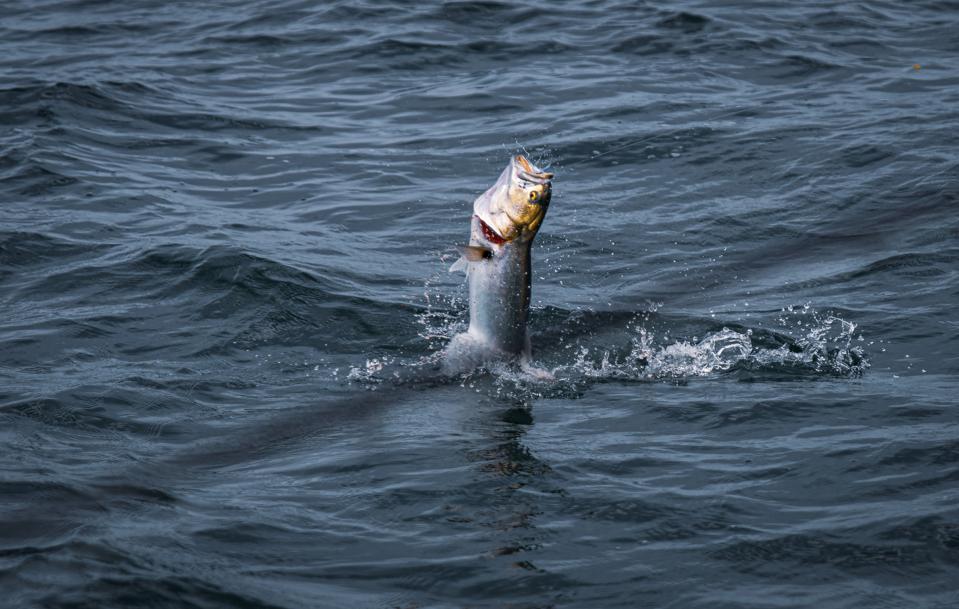 Premier FlyFishing Captain Paul Dixon Hauls The Billionaires To The