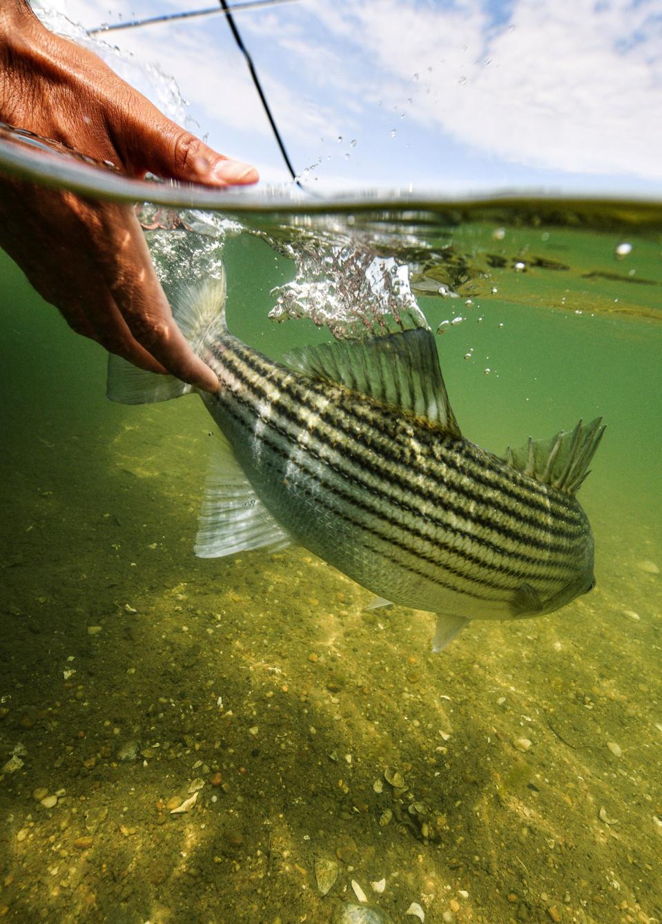 Premier FlyFishing Captain Paul Dixon Hauls The Billionaires To The