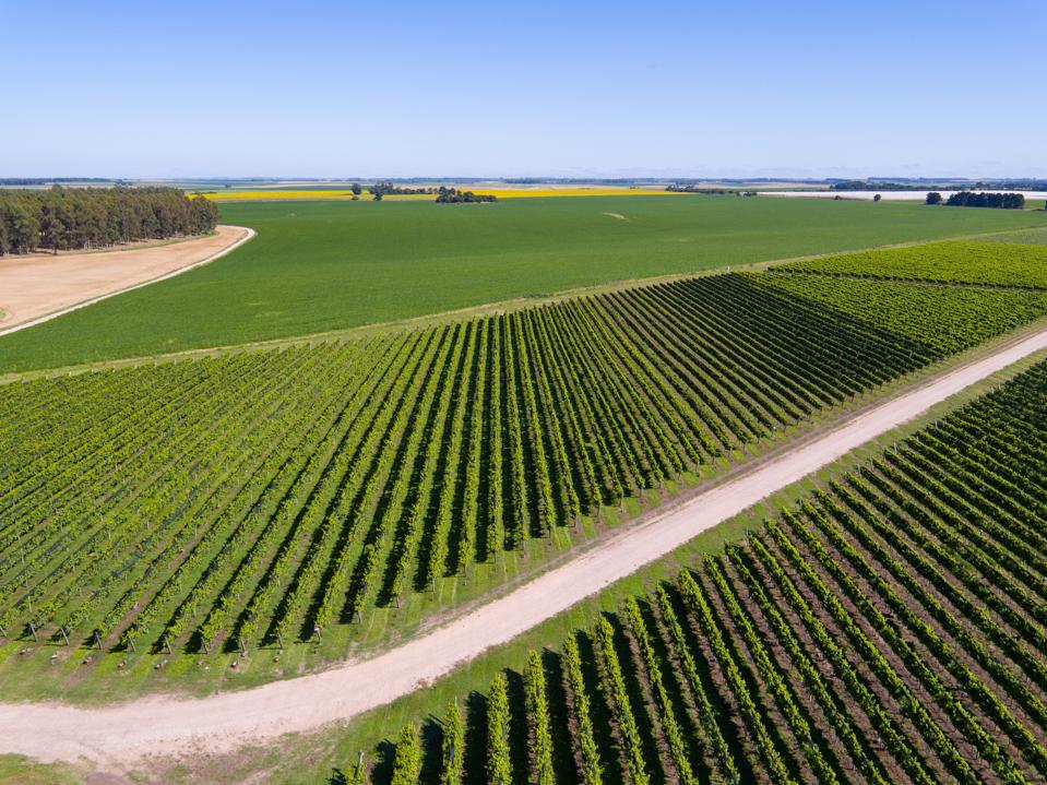 Costa & Pampa vineyards in Chapadmalal, Argentina.