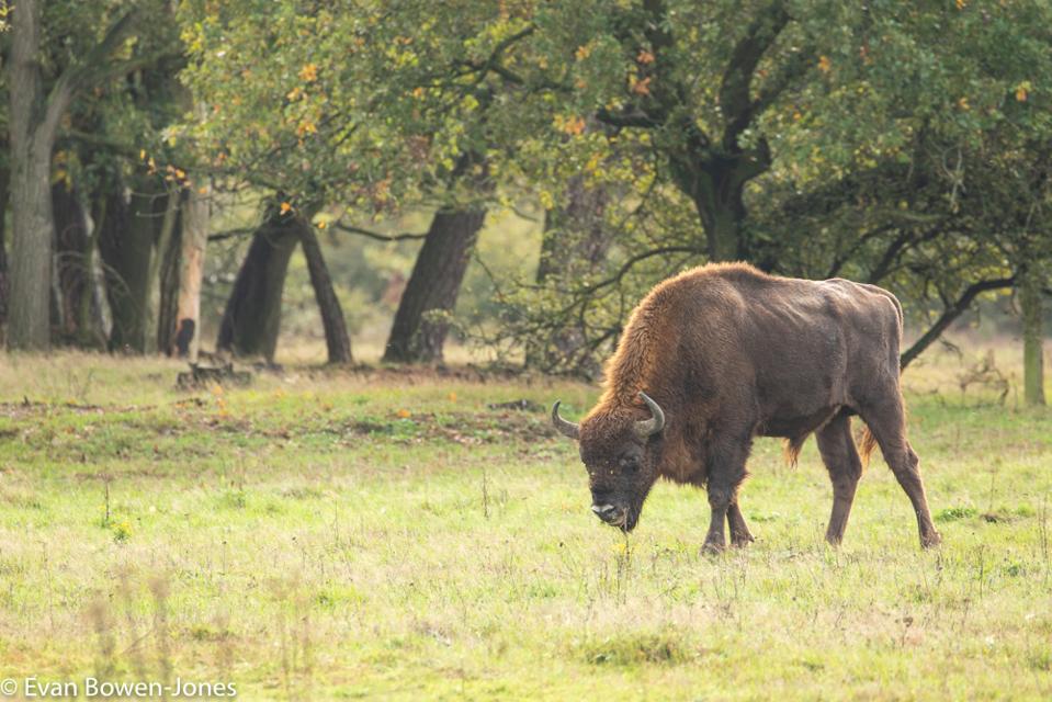 EuropeanWisent