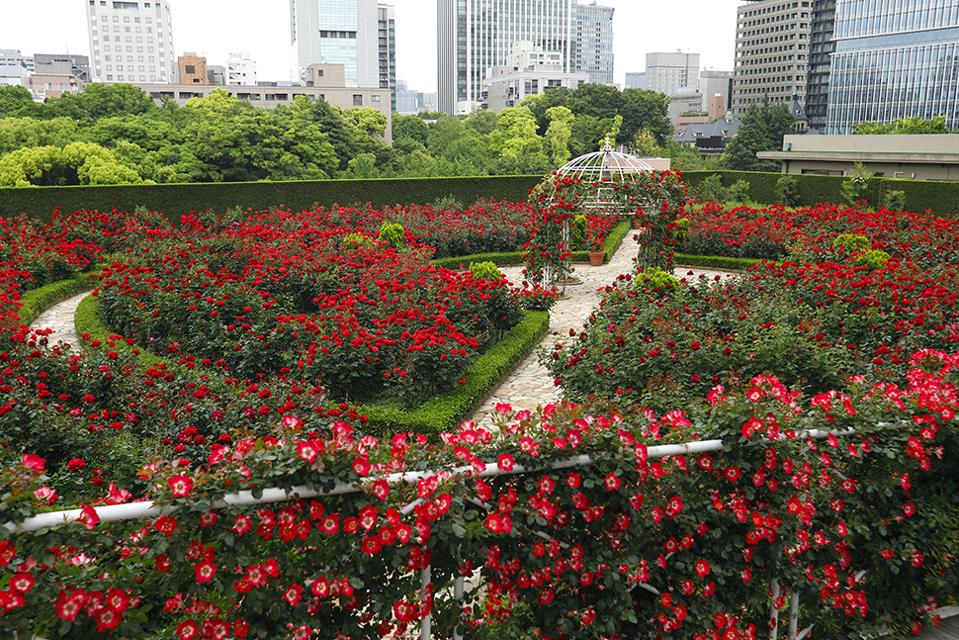 Jardín de rosas