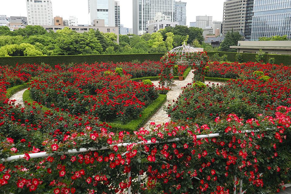 Jardn de rosas