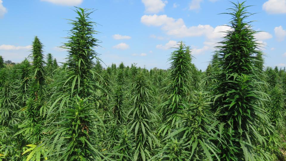 A field of industrial hemp