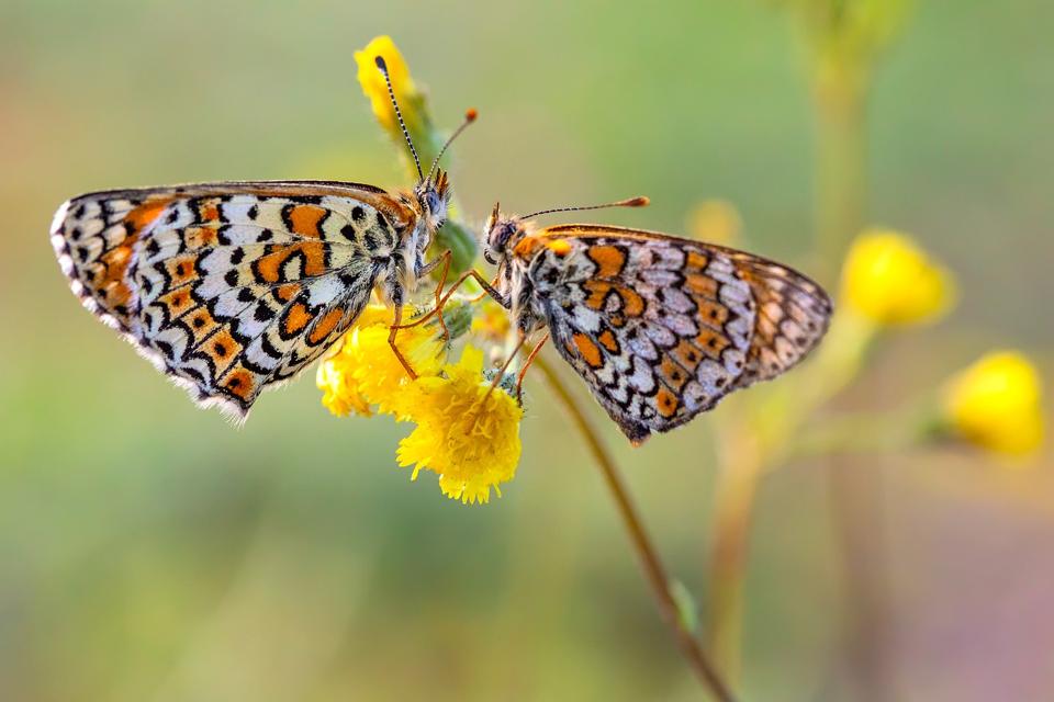 Pair of rare heath fritillaries-1620px