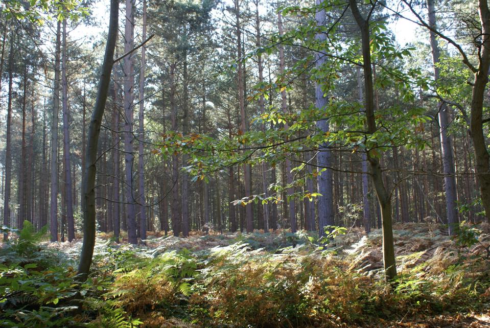 Blean Woods 1 - Credit - Ray Lewis