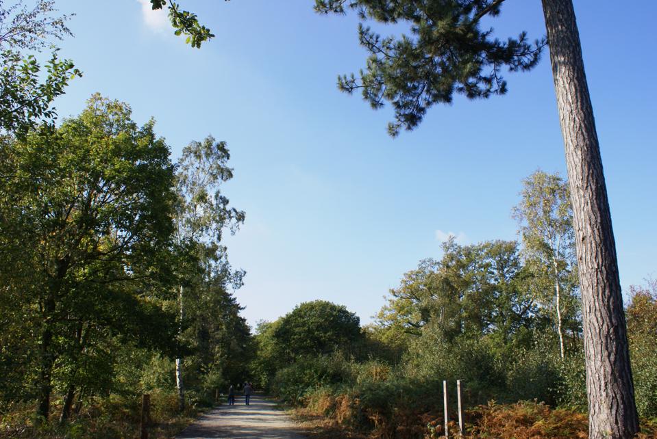 Blean Woods 2 - Credit - Ray Lewis