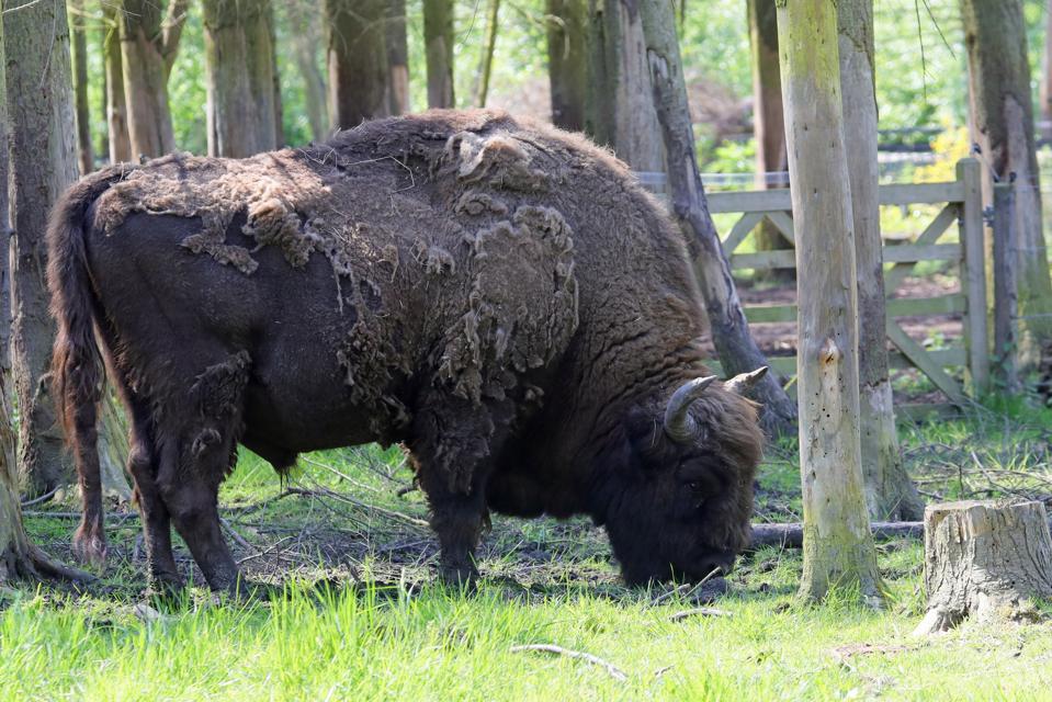 smaller_bison_at_wildwood_trust_credit_wildwood_trust4