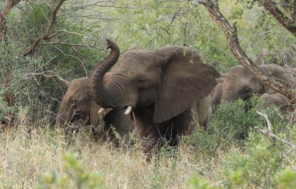 Take An African Armchair ‘Sound Safari’ While Waiting To