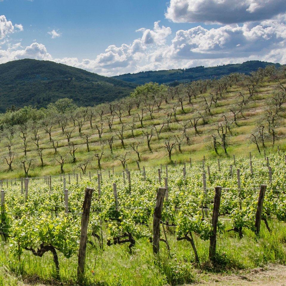 Querciabella Vineyards in Greve, Chianti, Tuscany