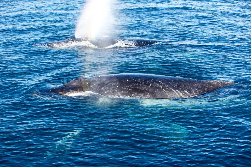 Two Humpback Whales surfacing and spraying water through blowhole.