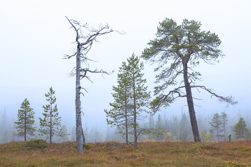 Fulufjaell bog in Sweden