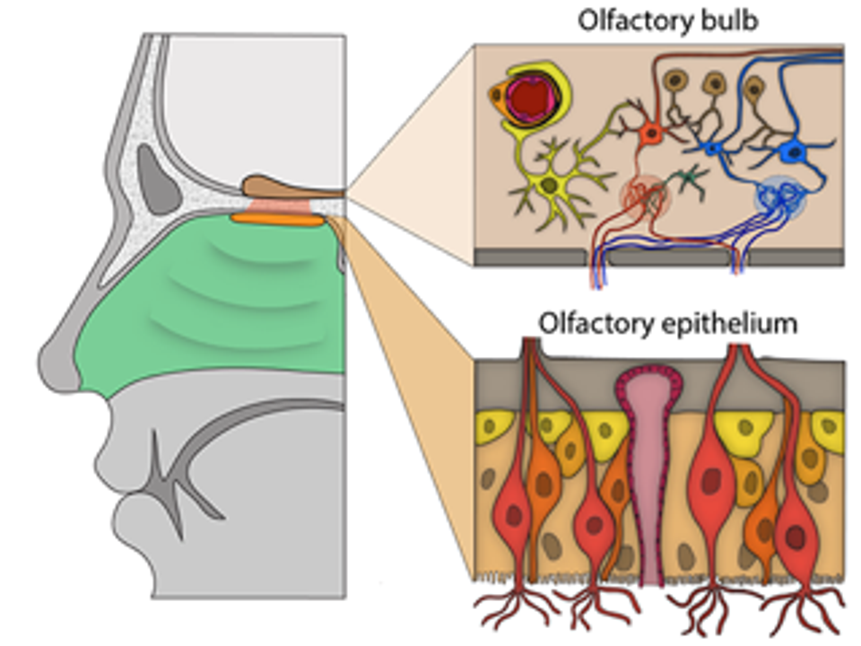 A cartoon of the olfactory bulb and epithelium. Cells of note - Top right: A pericyte (light orange) wraps around a blood vessel (red). Bottom right: Olfactory sensory neurons (light red, orange) surrounded by sustentacular cells (tan) and basal cells (yellow and light orange). Image: Brann et. al., 2020.