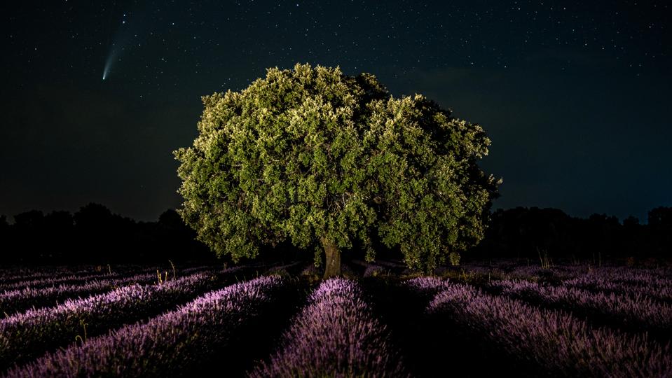 Comet NEOWISE was observed on a clear summer night over a lavender field near the village of Bricuega, Spain. (Photo by Marcos del Maso / LightRocket via Getty Images)