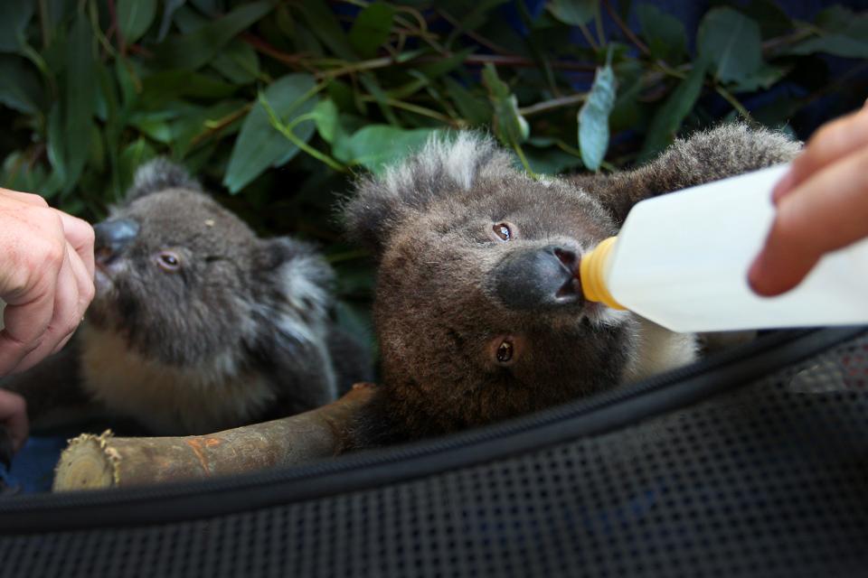 Report Nearly 3 Billion Animals Killed Or Displaced In Australia Fires