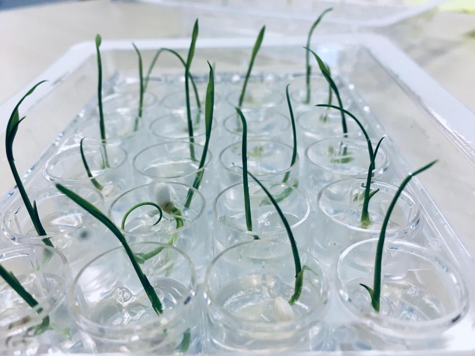 Rice seedlings