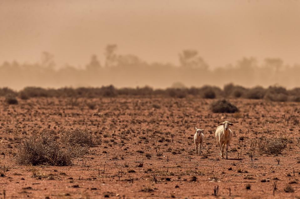 Thirsty sheep in Australia