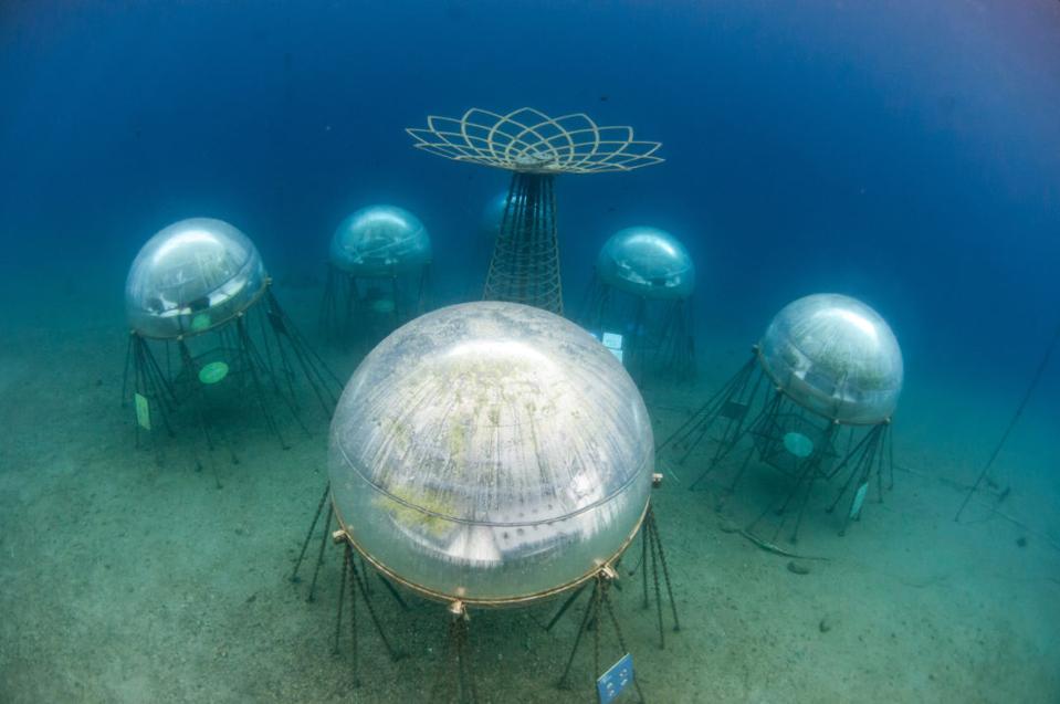 ocean crops grown on seabed