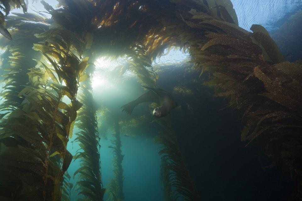 California Sea Lion in Kelp Forest, Zalophus californianus, Cedros Island, Mexico
