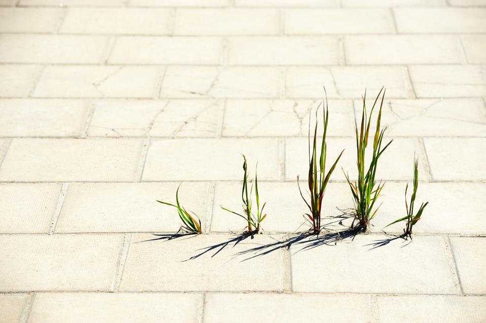 Weed breaks through tiled concrete
