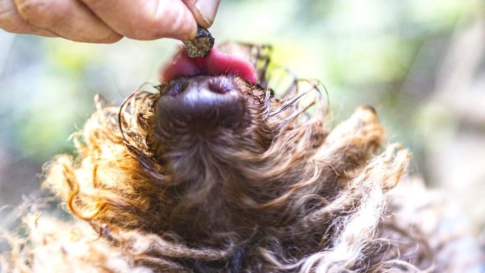 Giulio the Truffle Hunter