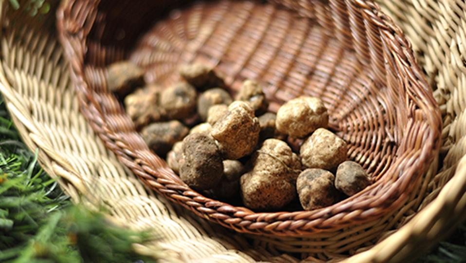 Giulio the Truffle Hunter