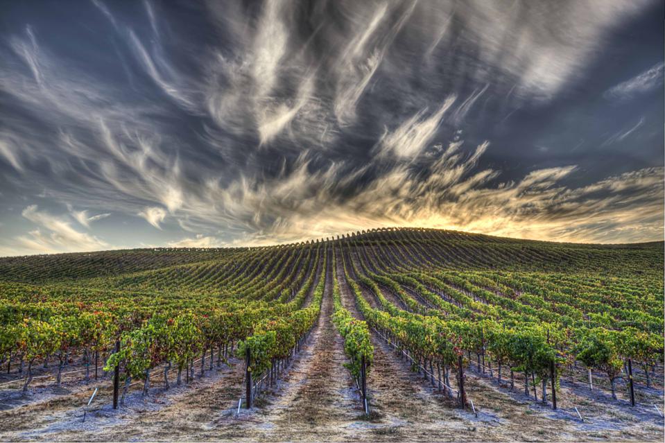 Napa Valley, California, Vineyards at Sunrise, Clouds