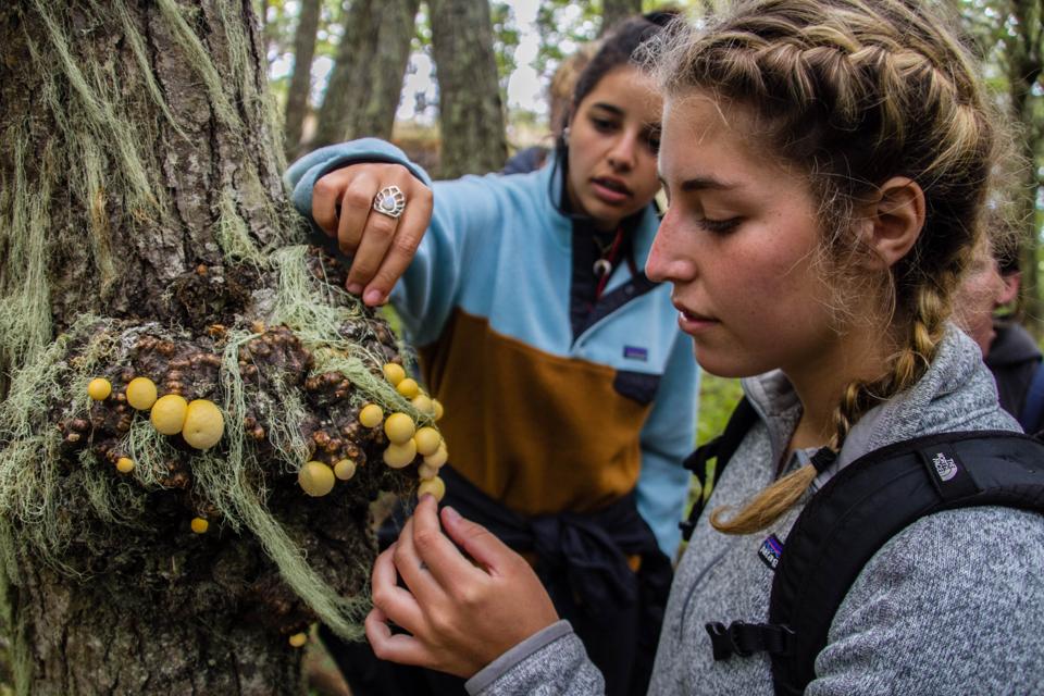 Two Gap Year students studying tree species.