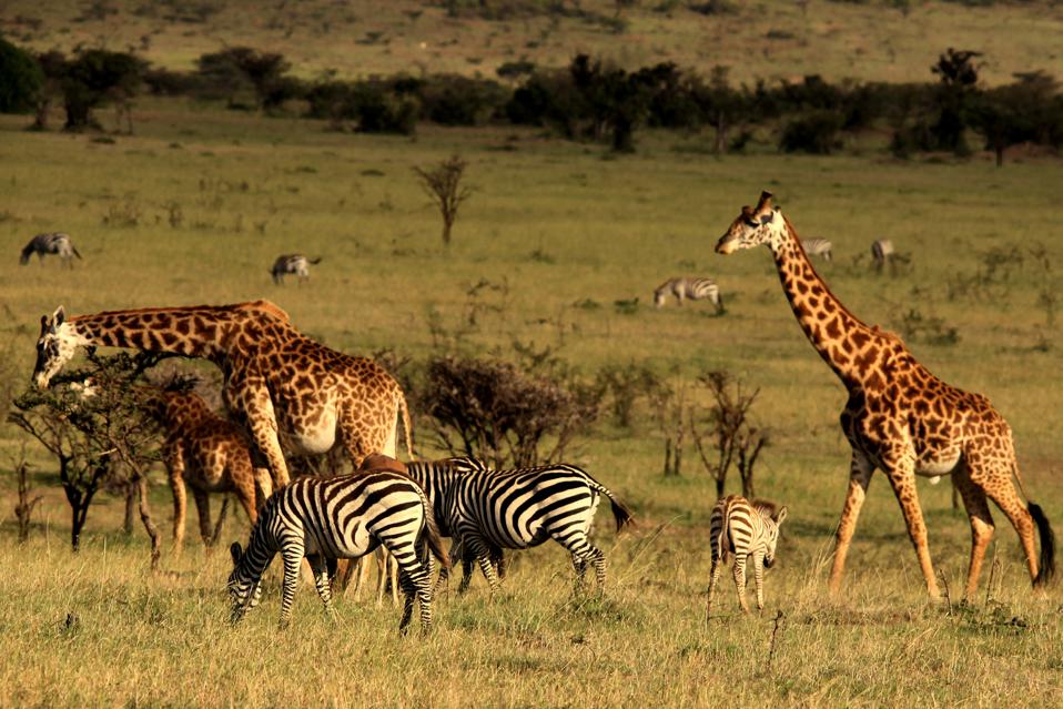 zebras and giraffes in the Maasai Mara