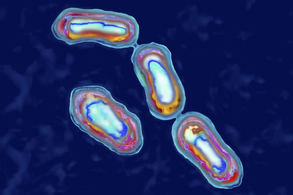 Yersinia Pestis