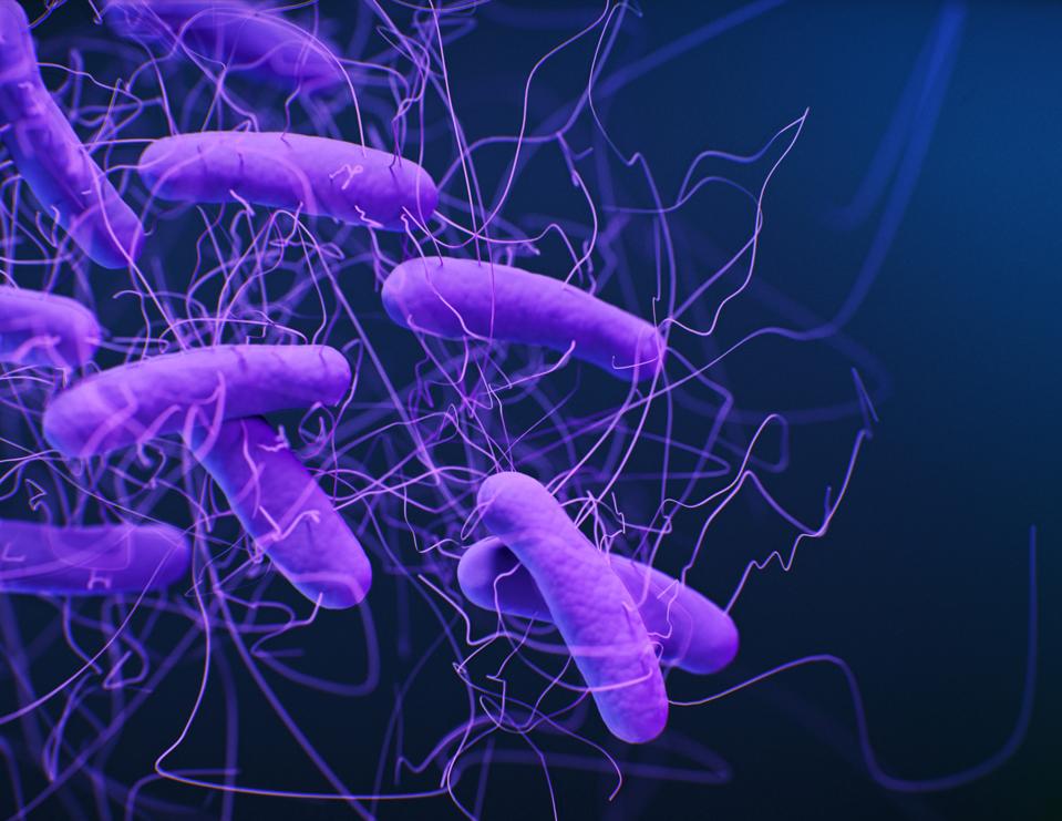 Clostridioides difficile bacteria, illustration