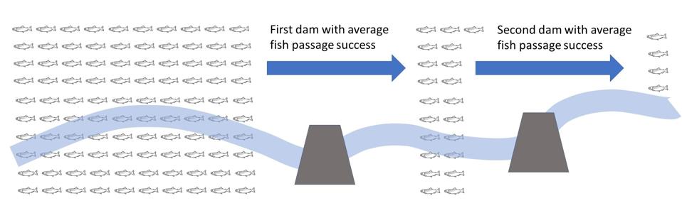 With the average upstream passage rate of 21% for fish (other than salmon), after two dams with average fish passage, only 4% of the original population will still be migrating.