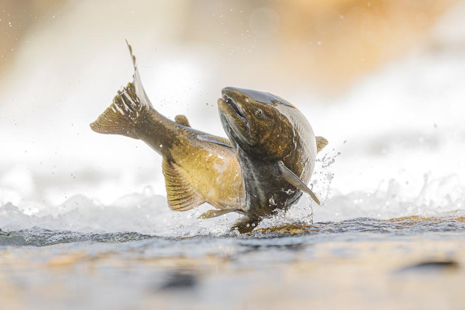 Close-up of salmon in water, Cobourg, Canada