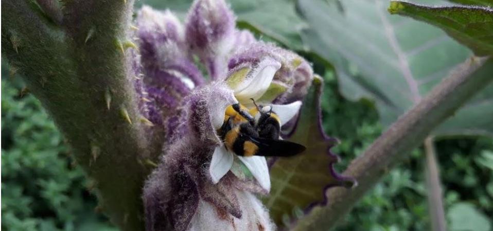 Bumblebees pollinating lulo flowers, Chameza, Casanare, Colombia, November 2018.