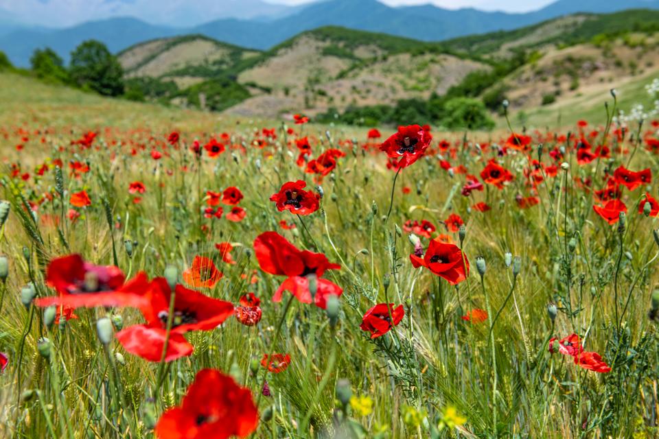 A wild poppy field in Nagorno-Karabakh