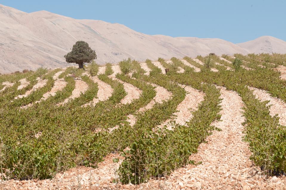 Ainata vineyard in Lebanon