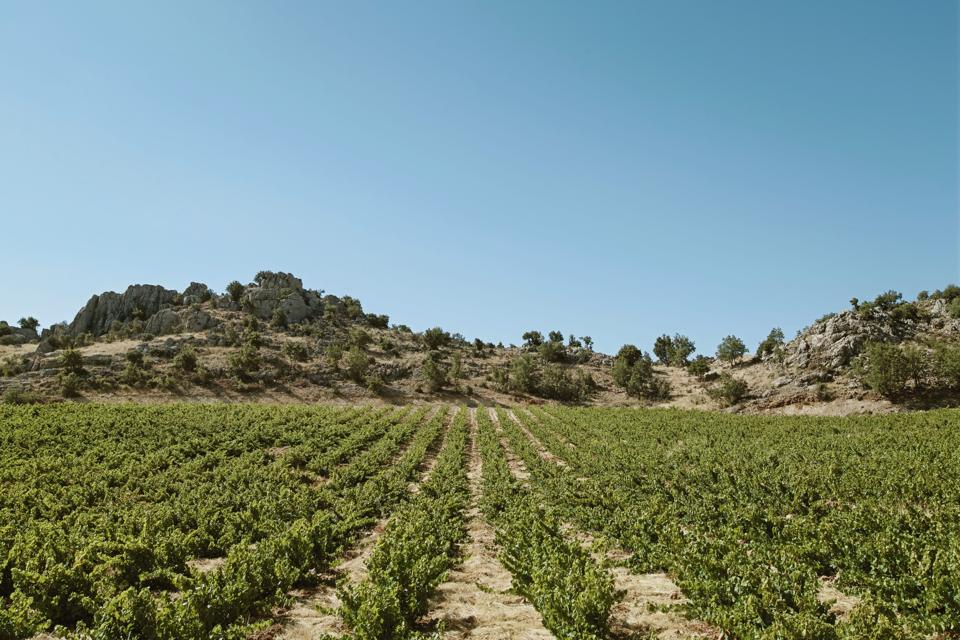 Halwa vineyard in Lebanon