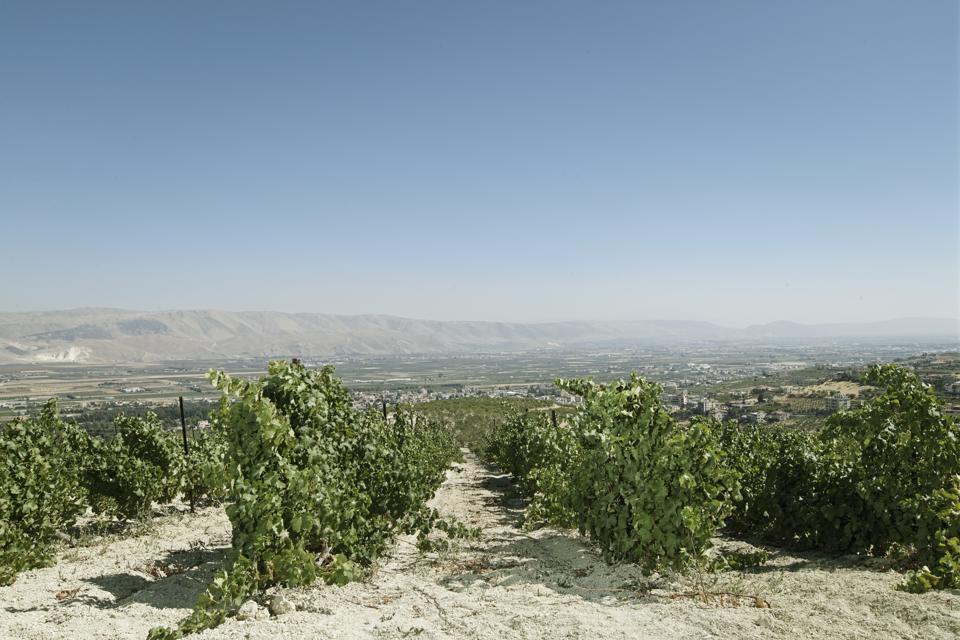 Niha vineyard, Lebanon