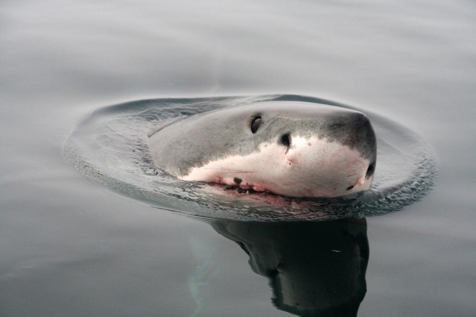 Shark Week 2020: How The Pandemic Added To This Year's Programming Shark Week 2020: How The Pandemic Added To This Year's Programming