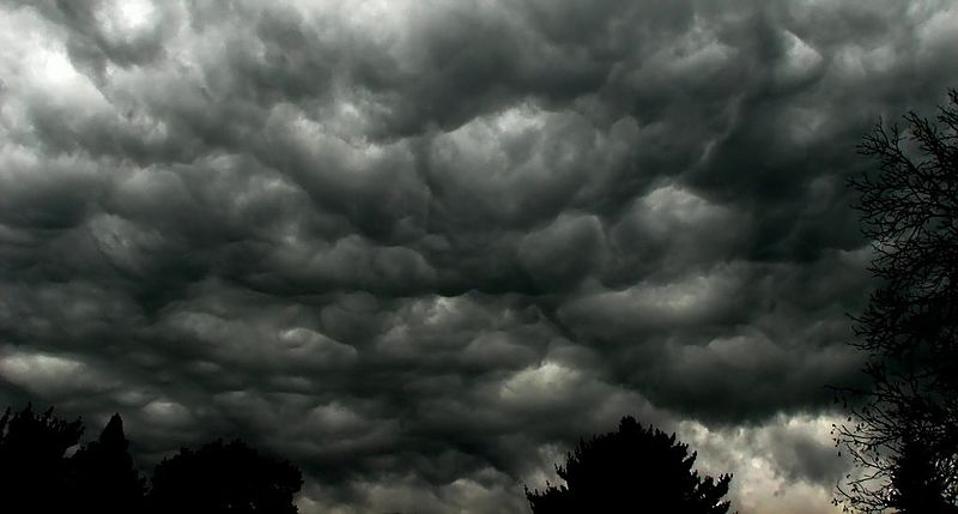 Black and white storm clouds are gathering in the sky above a line of trees.