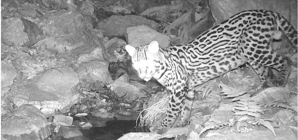 An Ocelot (Leopardus pardalis) caught on camera-trap in Guayaquil, Ecuador.