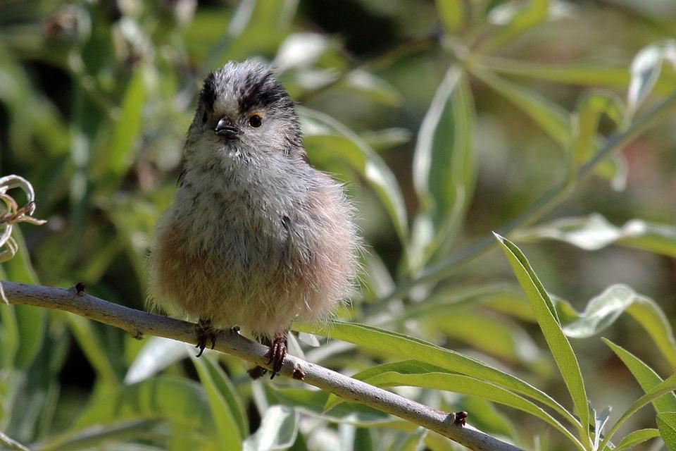 Color photo of a fuzzy baby bird perched among foliage.