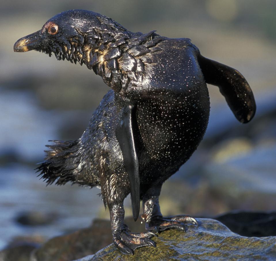 Jackass Penguin (Spheniscus Demersus), covered in oil from tanker spill