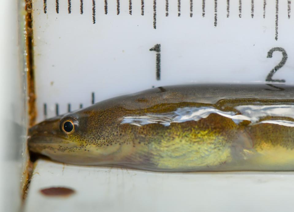 Where glass eels become noble fish over the years