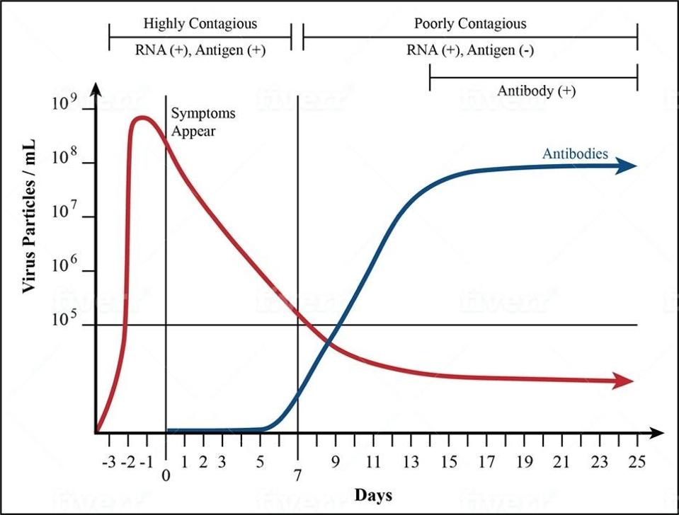 FIGURE 1. Studies show that the concentration of the Covid-19 virus in our nasal passages and throat is at its highest from the day before we develop symptoms to seven days after. This is when we’re m