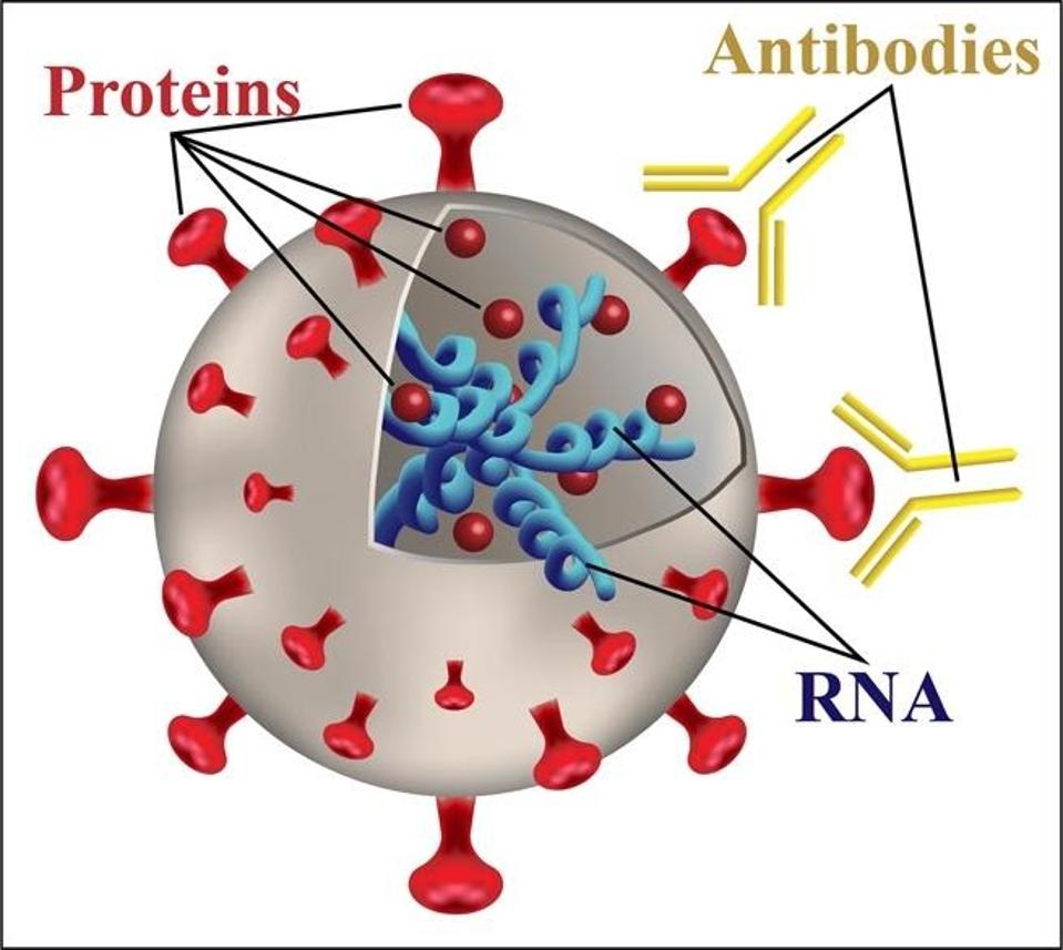 FIGURE 4. A model of a virus.