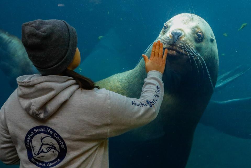 Un visitante del Alaska SeaLife Center interactúa con un león marino.