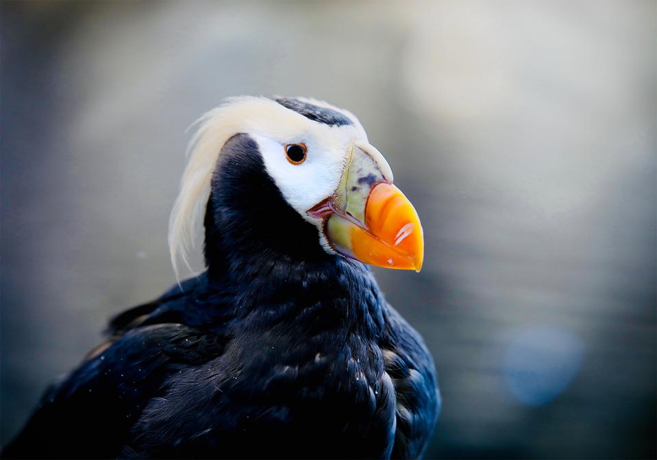 Un frailecillo copetudo en el Alaska SeaLife Center.
