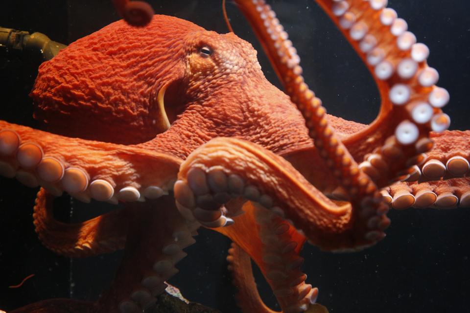 Un calamar gigante del Pacífico en el Alaska SeaLife Center.